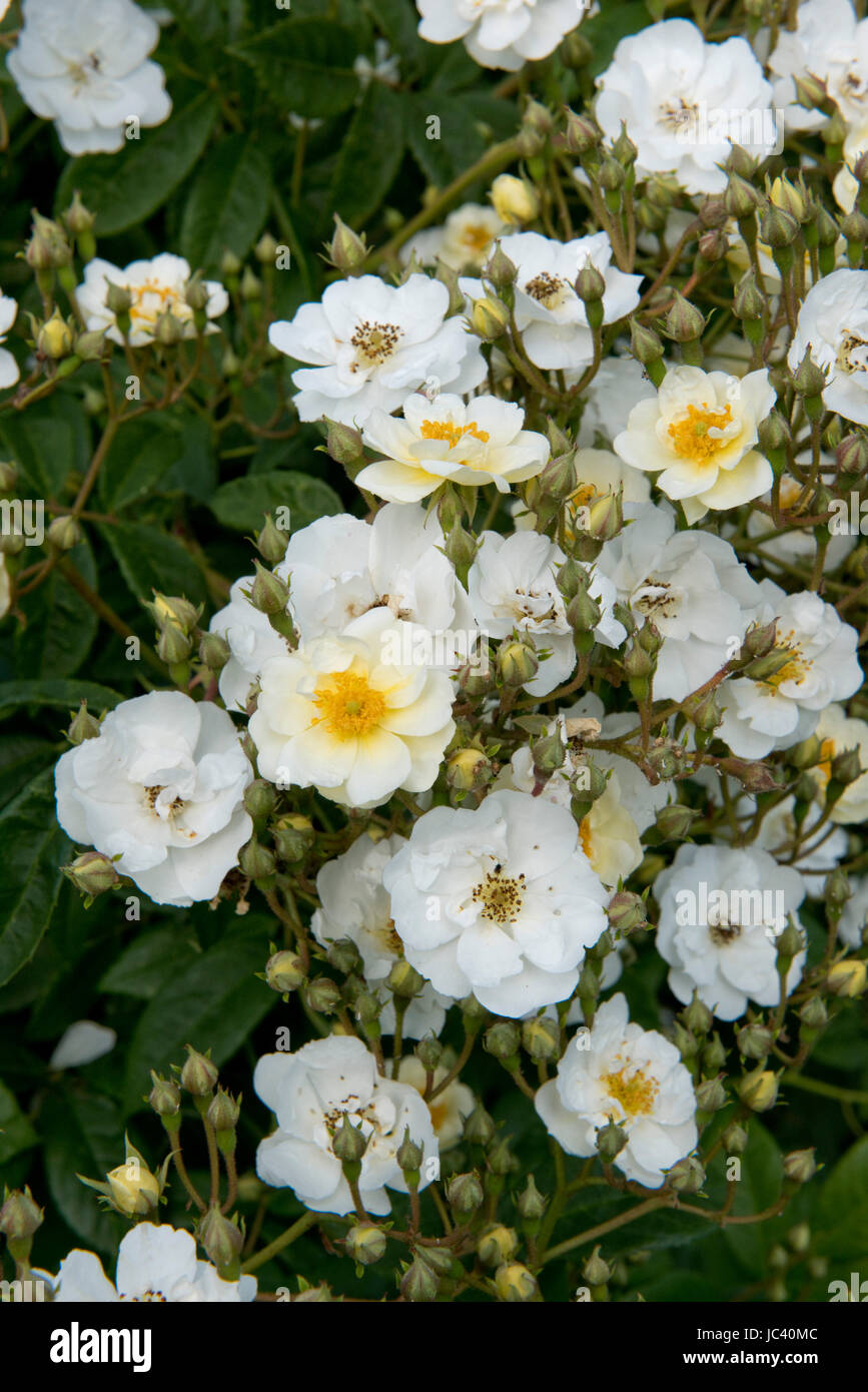 Üppige Blumen auf ein scrambling Rambling Rector, Kletterrose, Berkshire, Juni Stockfoto