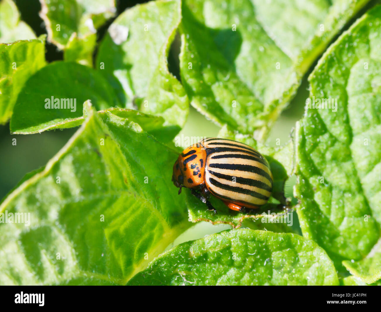 zehn gesäumten Kartoffelkäfer Kartoffel Blätter im Garten Stockfoto