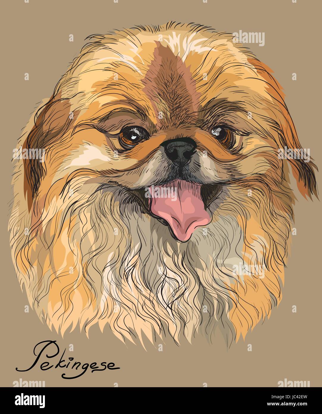 Vektor farbigen Porträt von Pekinese Hund Handzeichnung Illustration auf Beige Hintergrund Stock Vektor