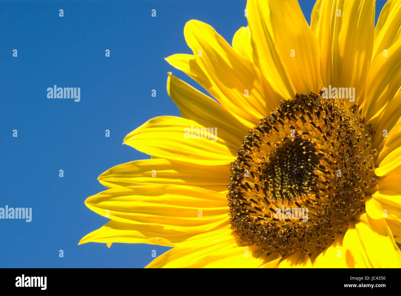 Sonnenblume gegen blauen Himmel Stockfoto Sonnenblume gegen blauen Himmel Stockfoto