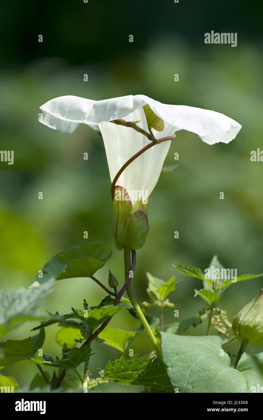 Hedge Bindweed Stockfoto