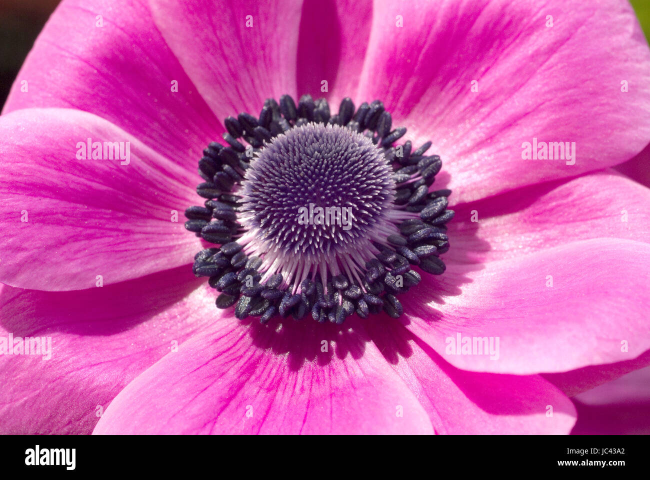 Anemone Blumen Stockfoto
