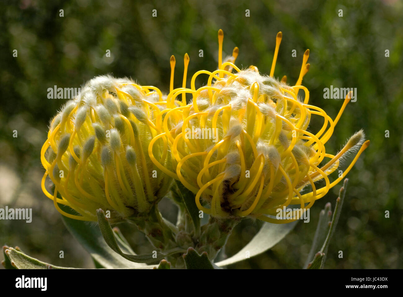 Albertinia Nadelkissen Blume Stockfoto