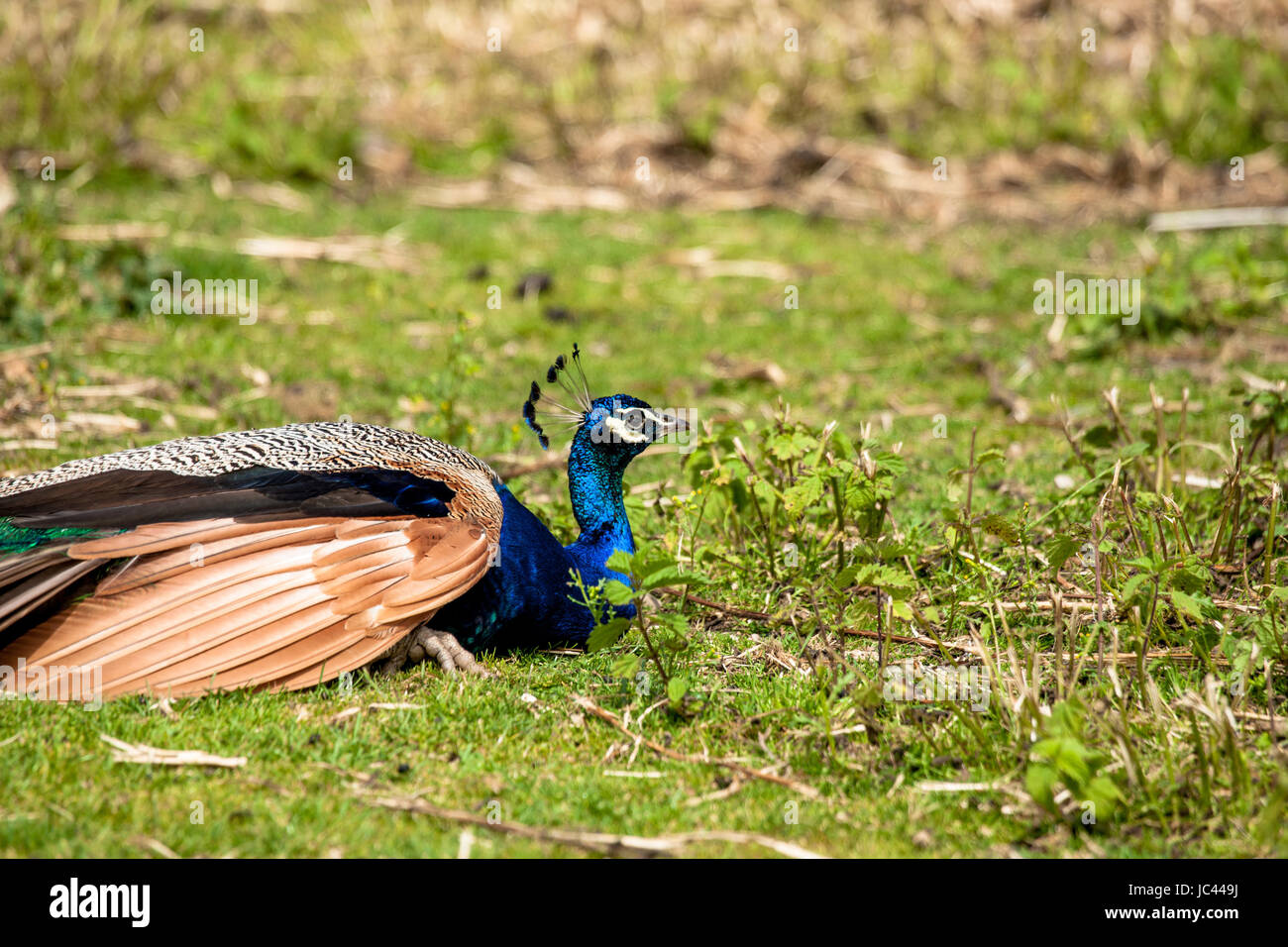 Hochauflösende Fotos in bester Qualität Stockfoto