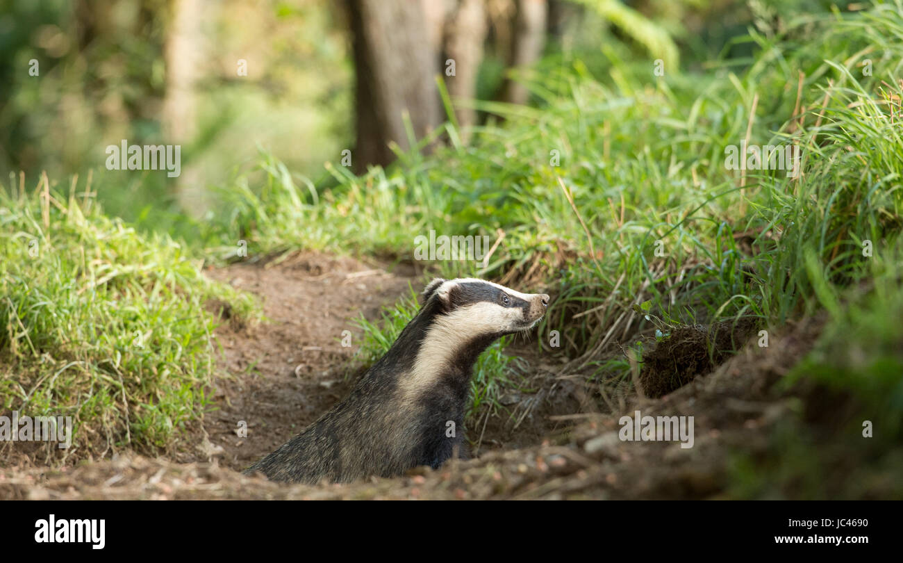 Dachs aus Sett Stockfoto