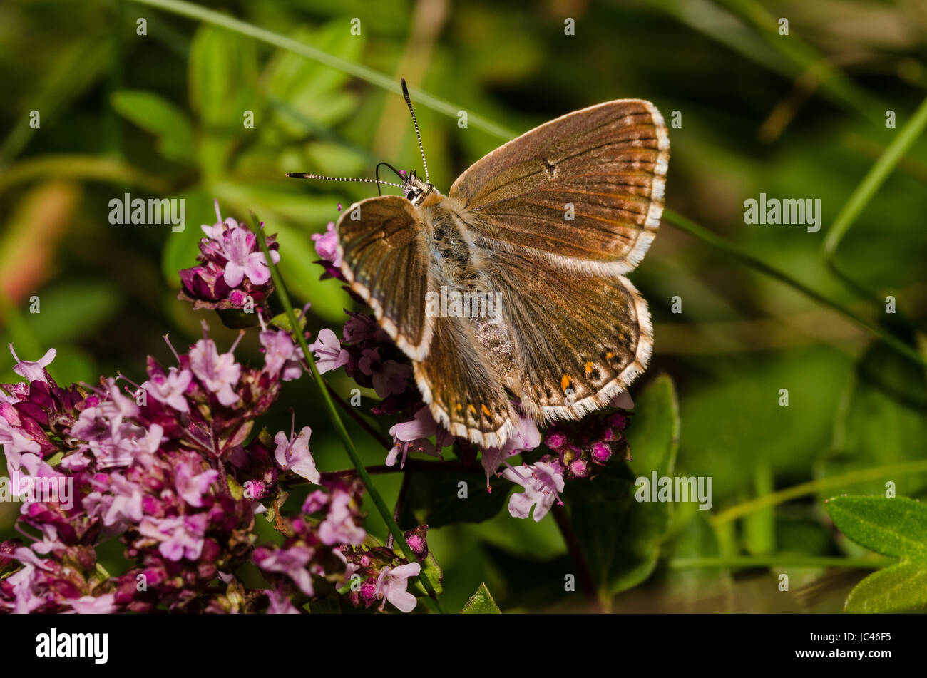 Silber Grün Blau (weiblich) Auf einem Thymian Stockfoto