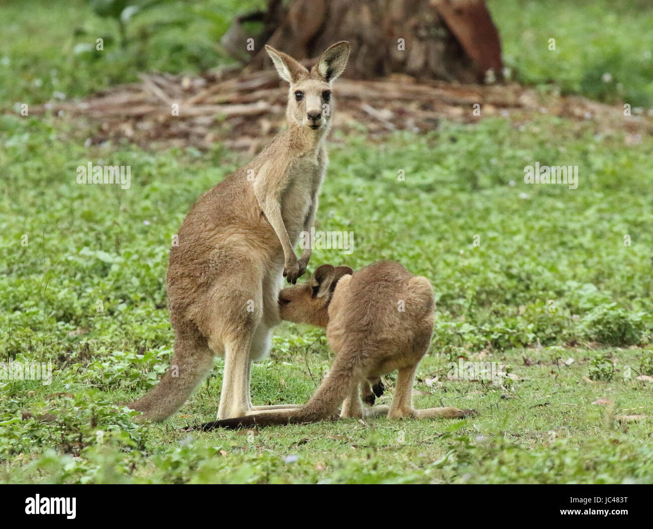 Ein Baby Kangaroo untersucht Beutel der Mutter. Stockfoto