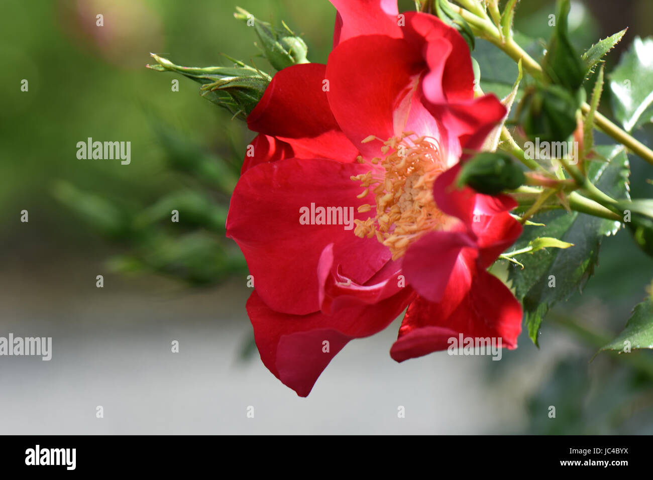 Schöne blühende Rose Nahaufnahmen in einem Sommer rose Garten. Stockfoto