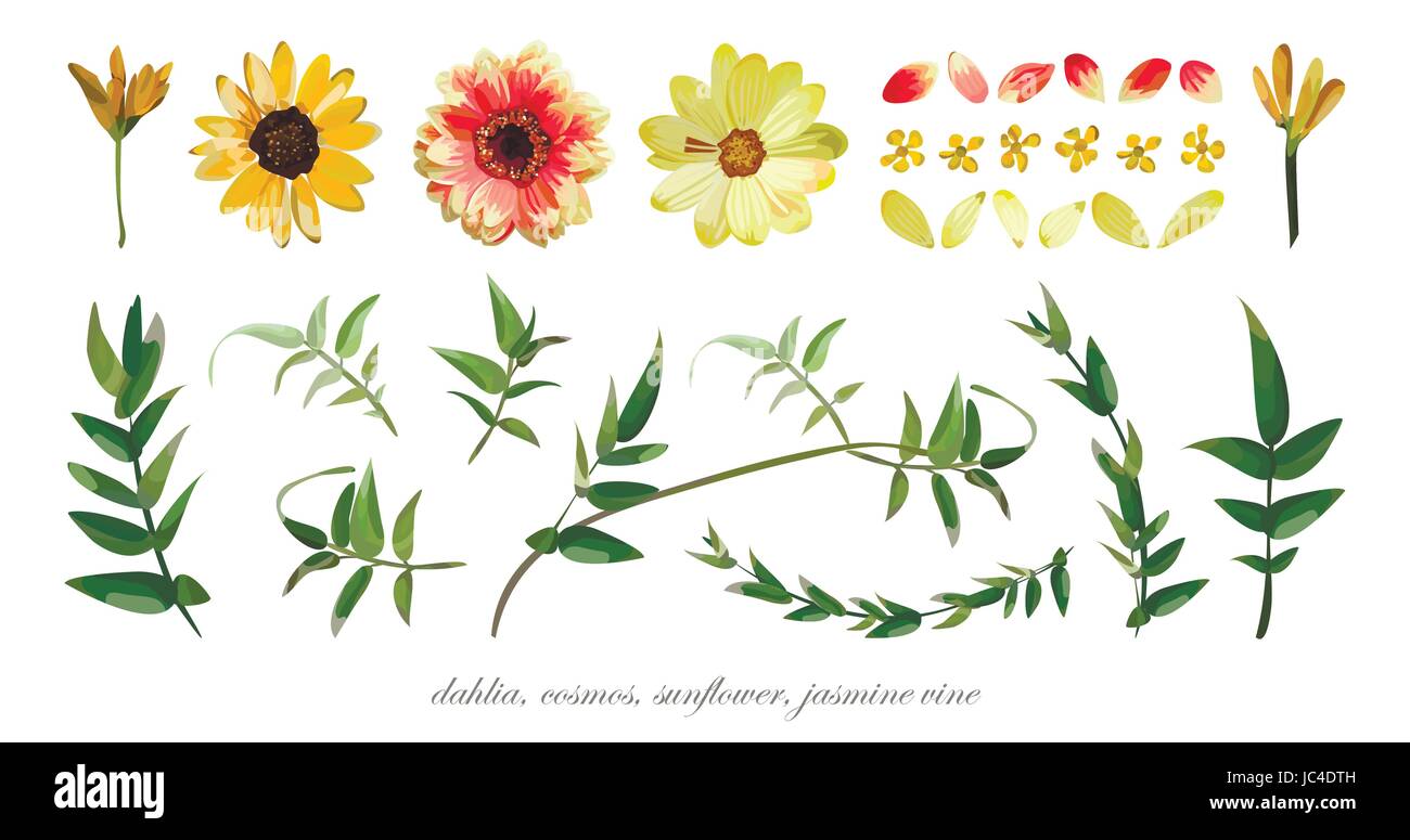 Vektorelemente Blume set Sammlung von verschiedenen Blumen Blätter Dahlia Kosmos Daisy Sonnenblume, Blütenblätter, Jasmine Rebe Eucalyptus Zweig Blatt. Stock Vektor