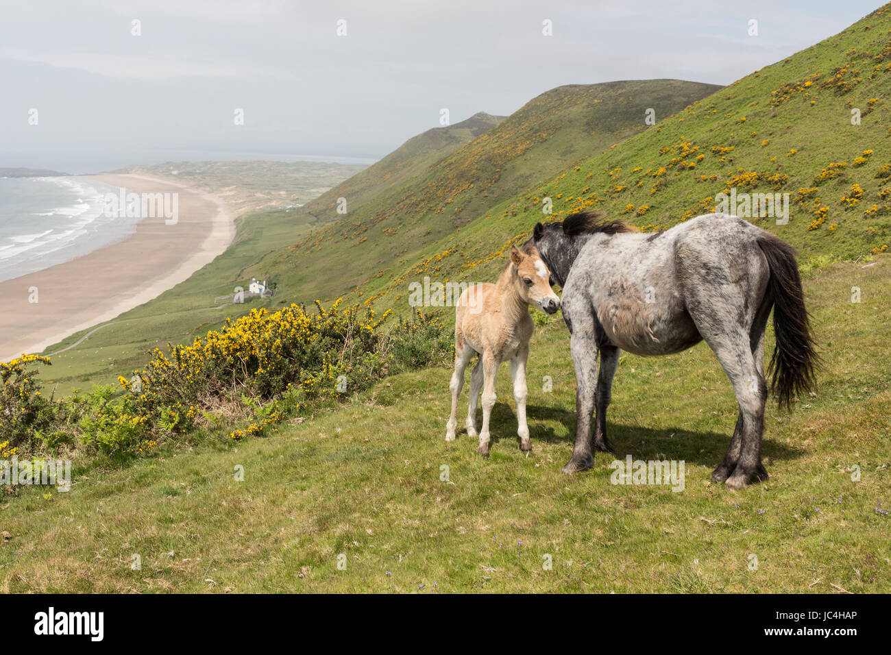 Pony und Fohlen, Rhossil Beach, Gower, Wales, UK Stockfoto