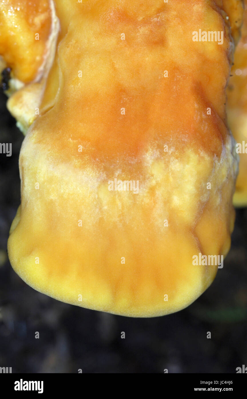 Huhn des Waldes - Laetiporus sulphureus Stockfoto