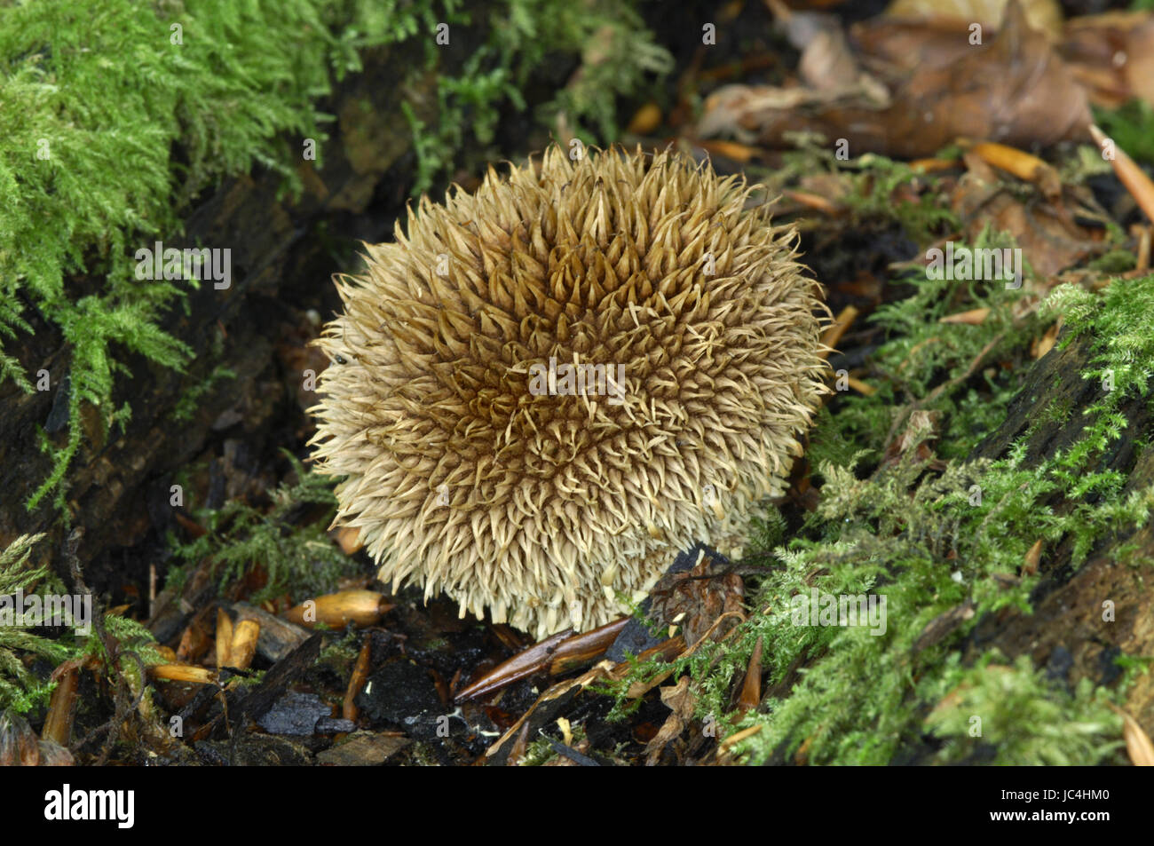 Stachelige Puffball - Lycoperdon echinatum Stockfoto