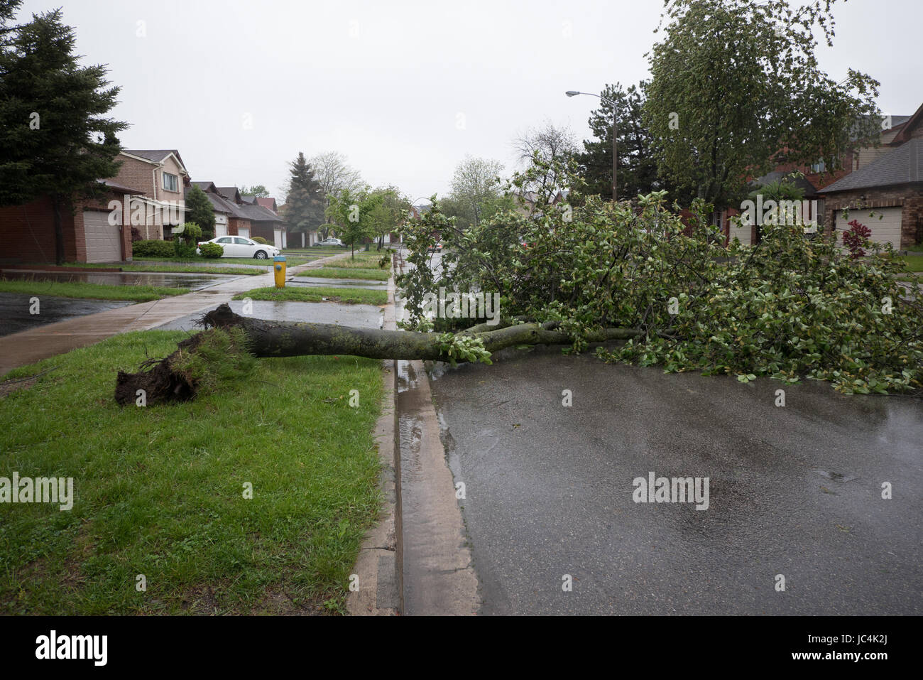 ein umgestürzter Baum blockiert die Straße Stockfoto