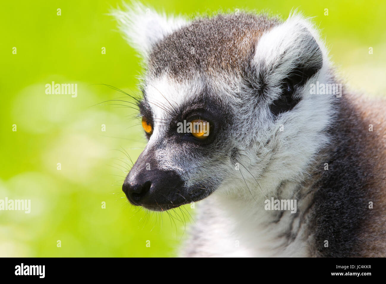 Lemuren von Madagaskar Stockfoto