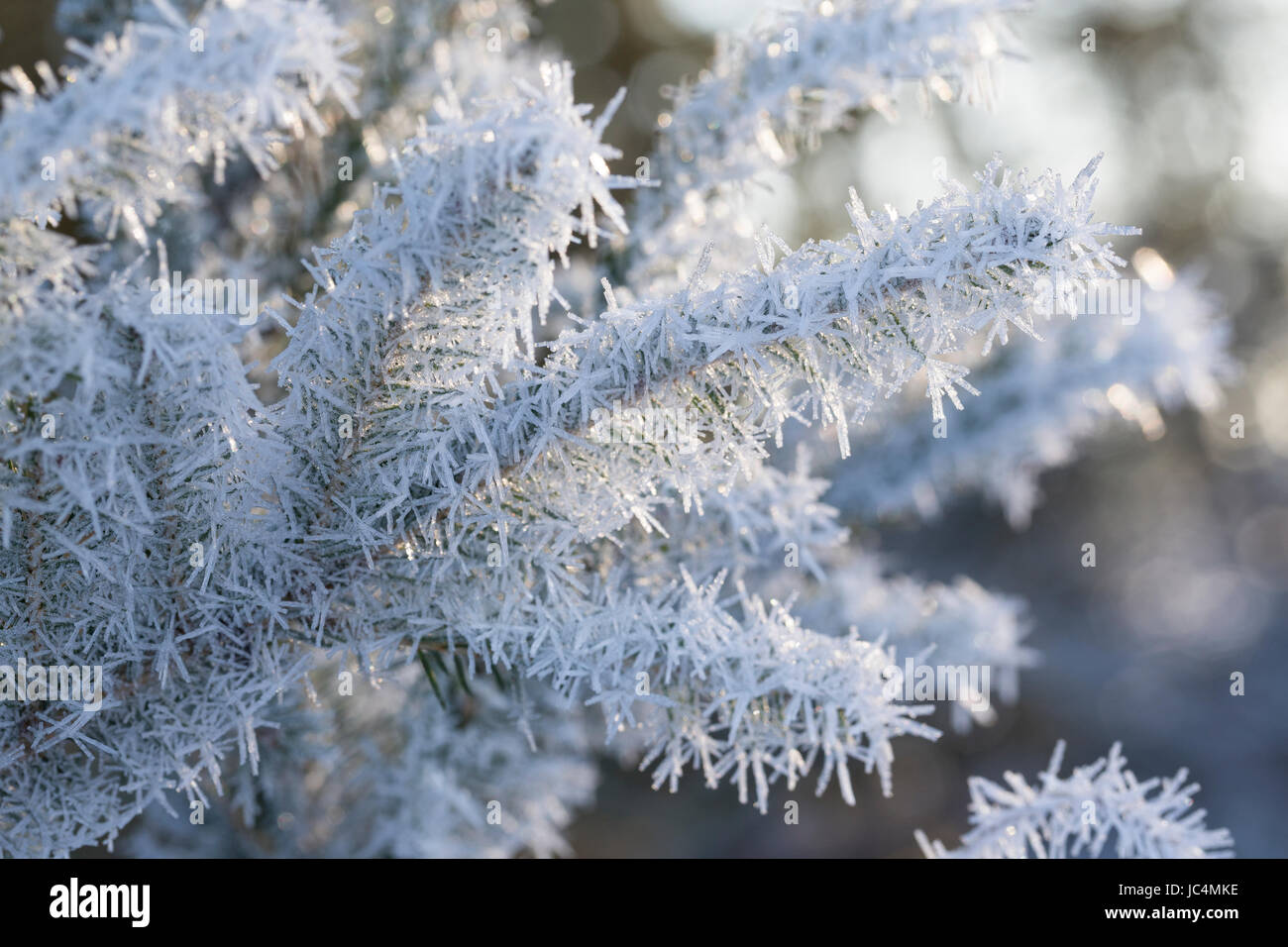 Fichte, Fichtenzweig Im Winter Mit Reif, Raureif, Gewöhnliche Fichte, Rot-Fichte, Rotfichte, Picea Abies, gemeinsame Fichte, Fichte, Raureif, Hoa Stockfoto