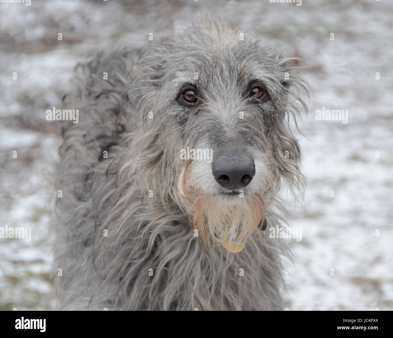 Scottish Deerhound Gesicht Porträt. Stockfoto