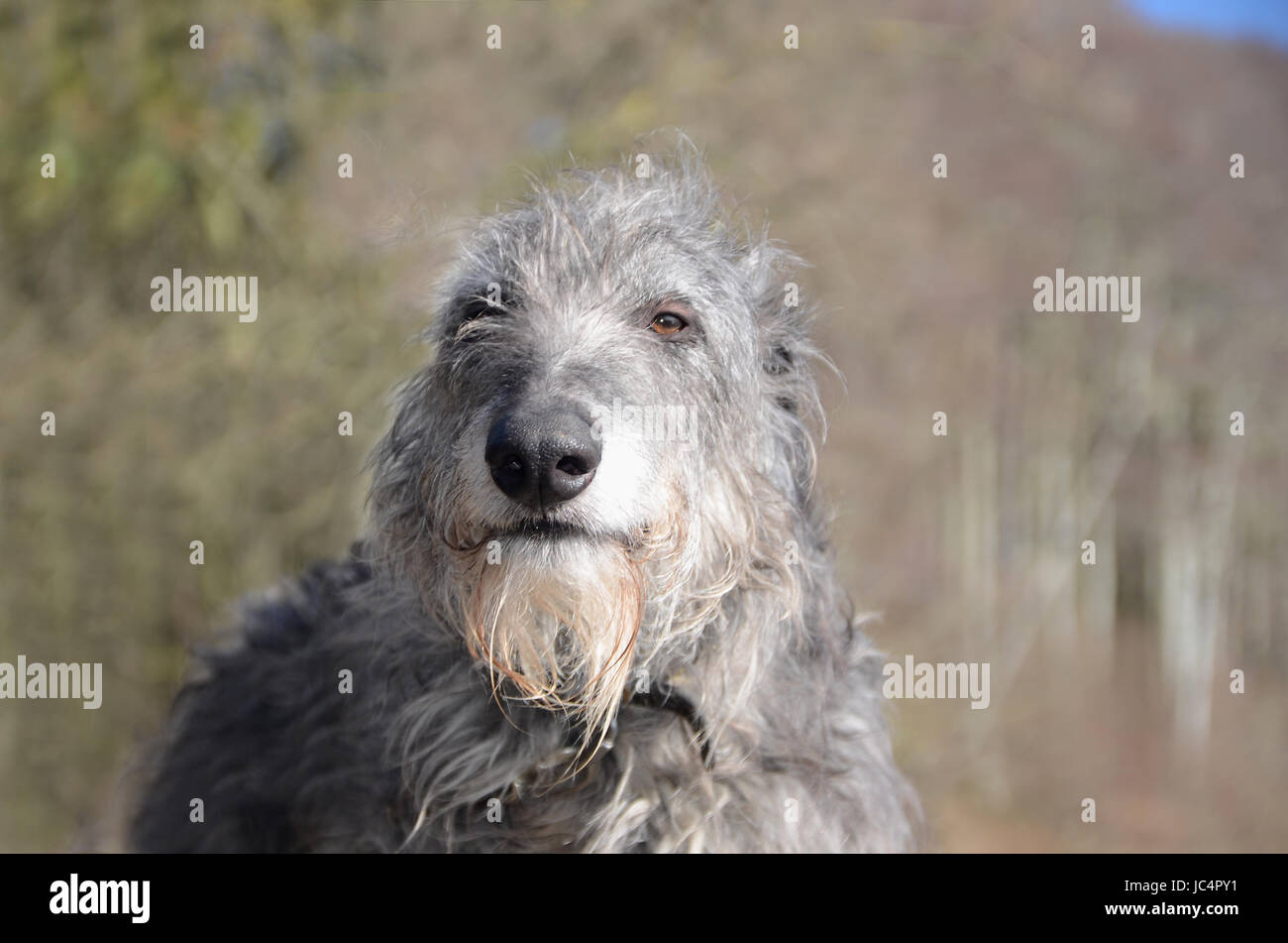 Scottish Deerhound Gesicht Porträt. Stockfoto