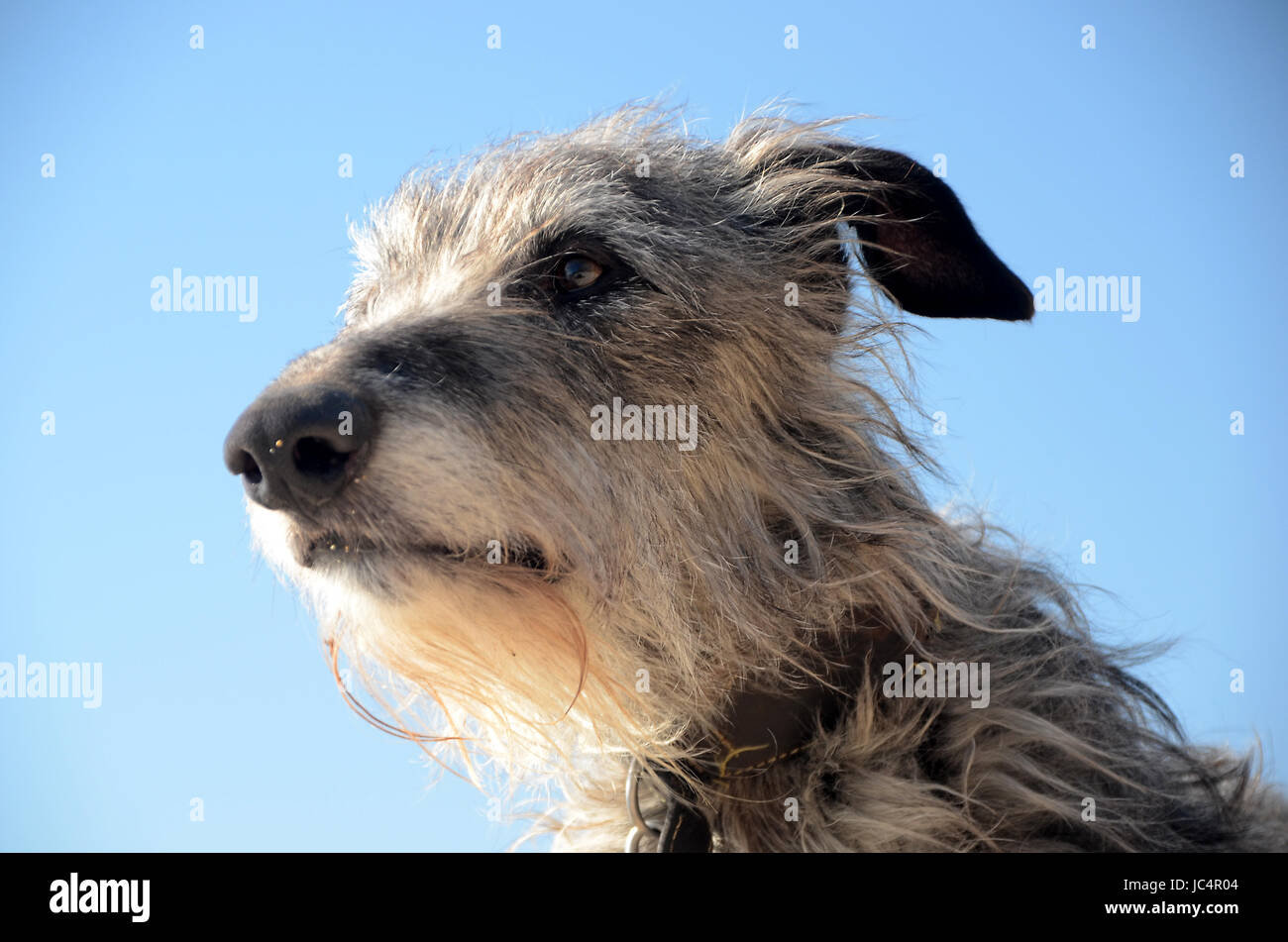 Scottish Deerhound Gesicht Porträt. Stockfoto