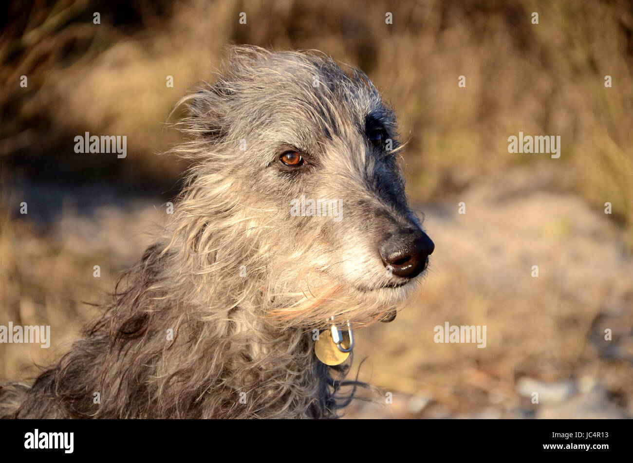 Scottish Deerhound Gesicht Porträt. Stockfoto