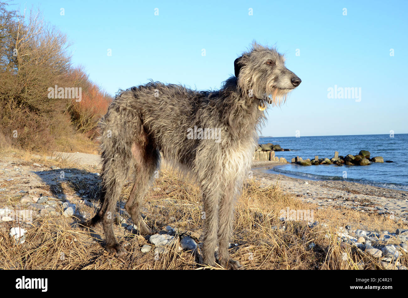 Scottish Deerhound stehend an einem Strand an einem sonnigen Tag. Stockfoto