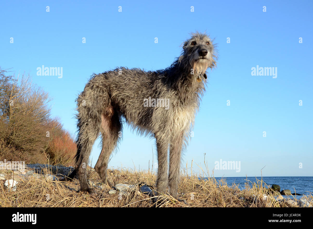 Scottish Deerhound stehend an einem Strand an einem sonnigen Tag. Stockfoto