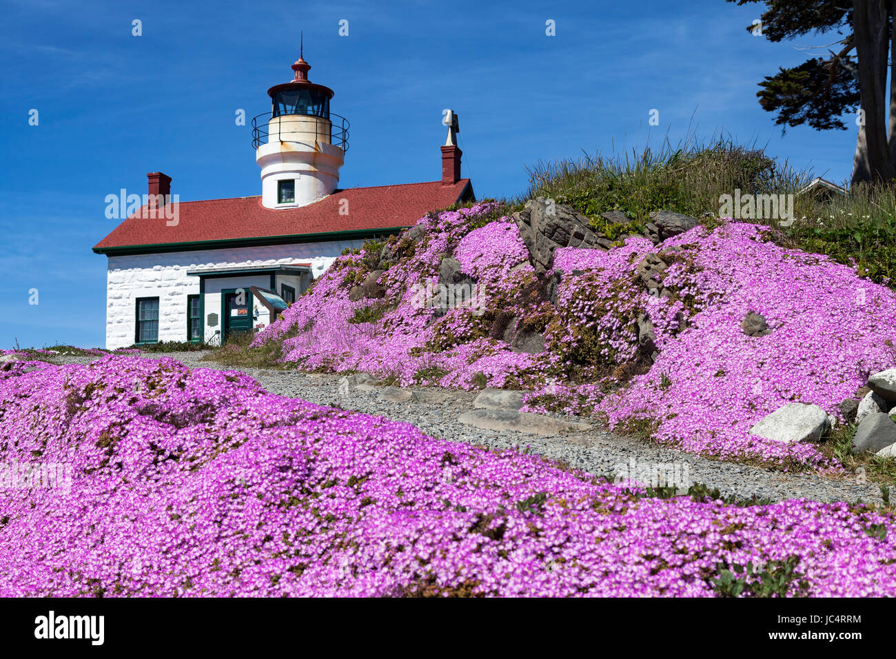 Iceplant blüht in Battery Point Lighthouse, außerhalb der Crescent City Hafen entlang der Küste von Nordkalifornien sitzt. Am 10. Dezember 1856 Stockfoto