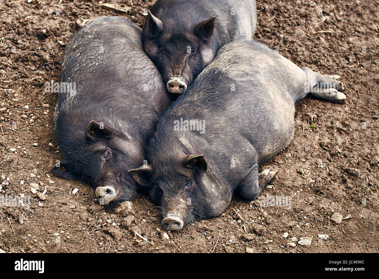 Entspannende fette Schweine auf dem Bauernhof Stockfoto