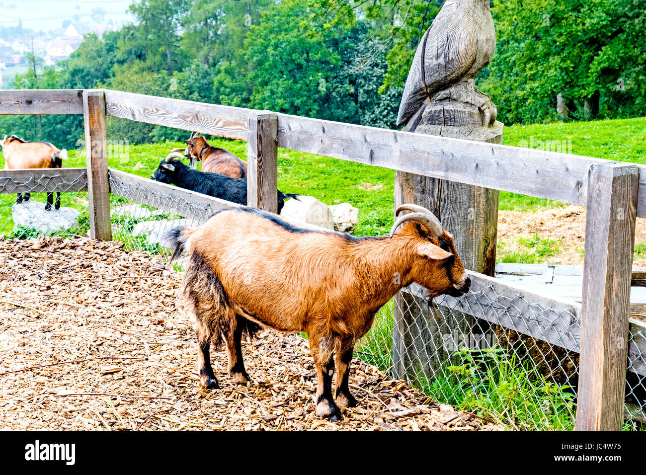 Maienfeld in Graubündens, der Schweiz, Land von Heidi, dem Kinderbuch; Maienfeld Und Heididorf in Graubünden, schweiz Stockfoto