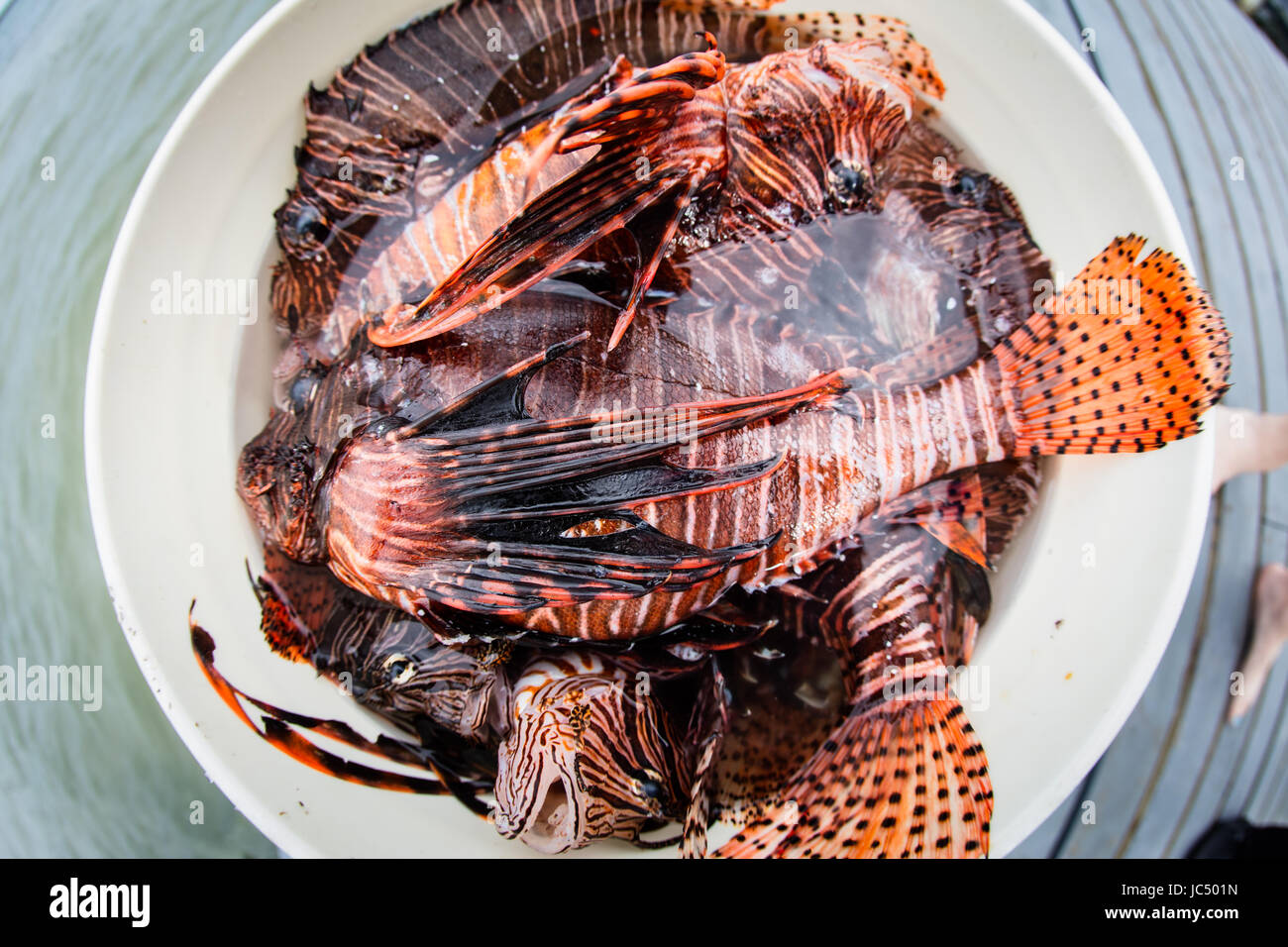 Rotfeuerfische sind eine eingeführten Arten im karibischen Meer. Sie haben keine natürlichen Feinde und einheimische Arten nach Beute outcompeting sind. Stockfoto
