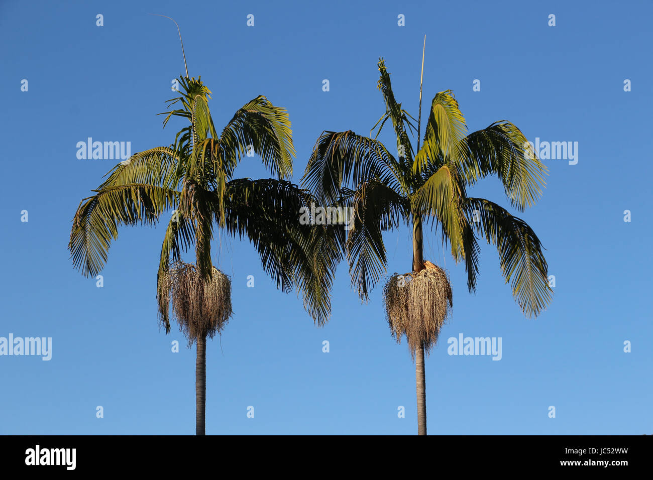 Zwei Palmen mit grünen Blätter und Blütenstände gegen einen blauen Himmel Blick wie Spiegelbilder oder eineiige Zwillinge. Stockfoto