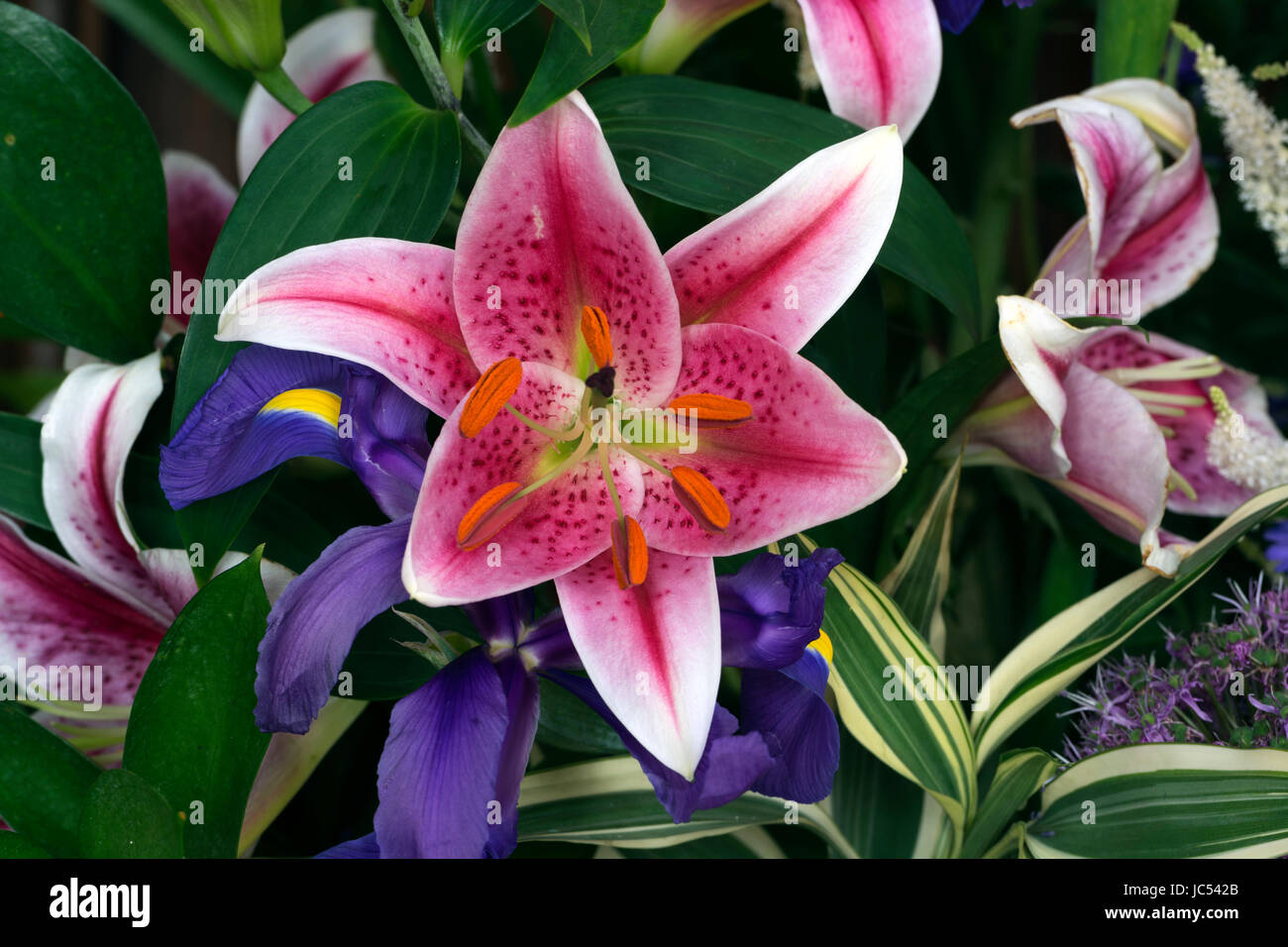 Rosa Lilie in einem Blumen-arrangement Stockfoto