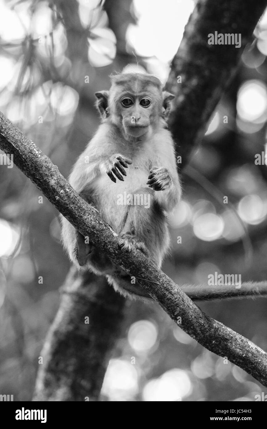 Nahaufnahme von Makaken-Affen Sri Lanka Stockfoto