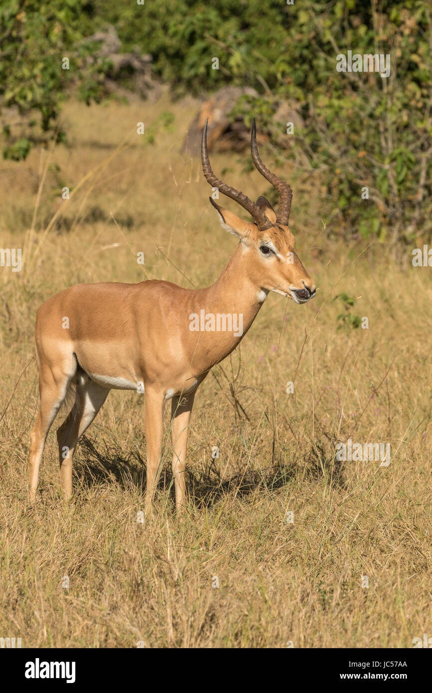 Männlichen impala Stockfoto