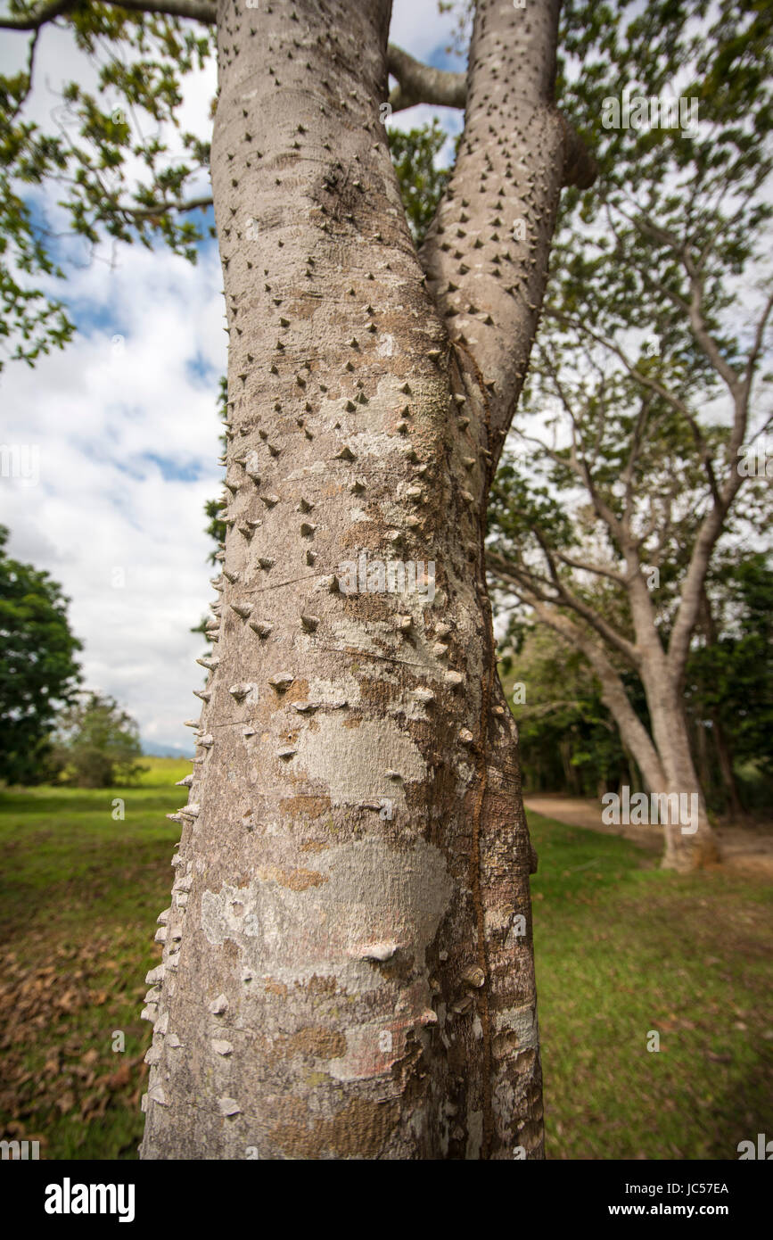 Spiked tree -Fotos und -Bildmaterial in hoher Auflösung – Alamy