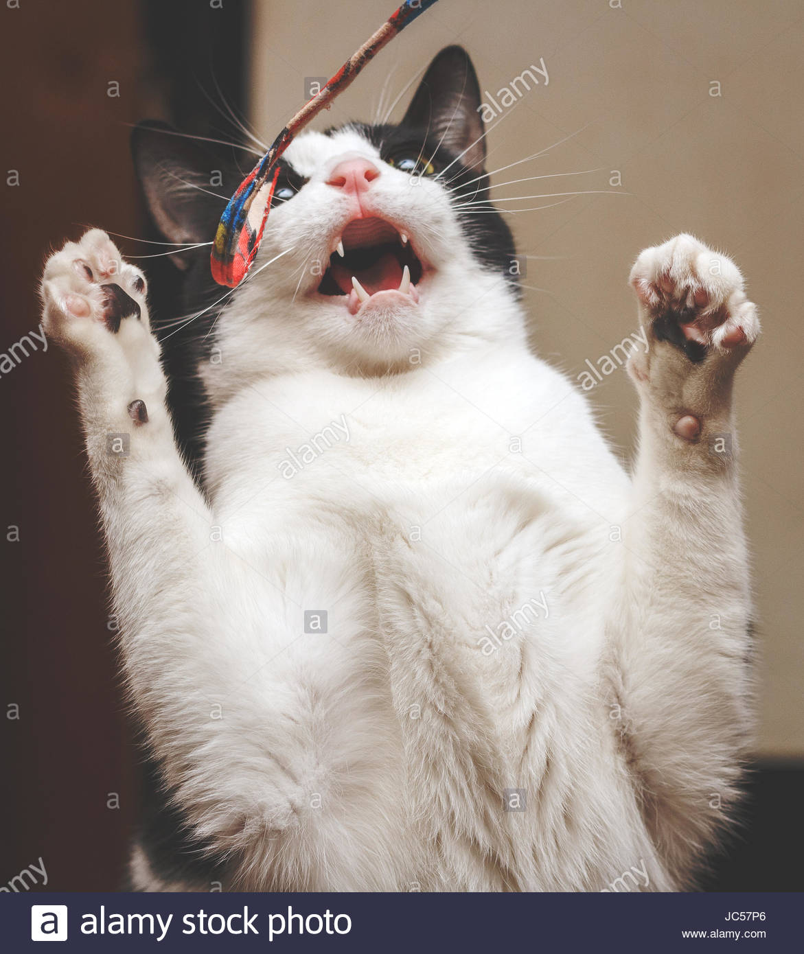 Stehend Mit Erhobenen Pfoten Stockfotos und bilder Kaufen Alamy