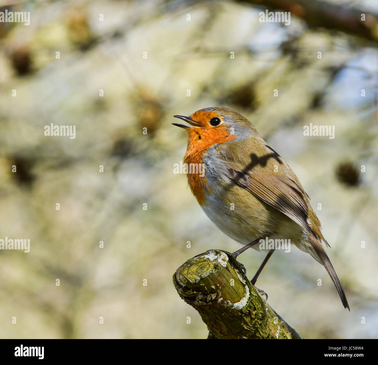 Robin sitzt auf einem Baum-brunch Stockfoto