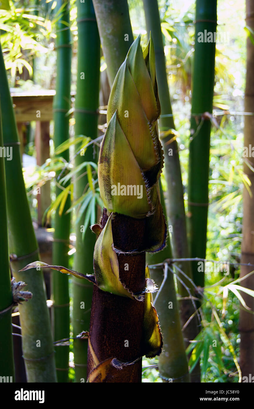 Jungen Bambus Baum oben auf Augenhhe unter anderen Bambus Baum Pflanzen  Stockfotografie - Alamy