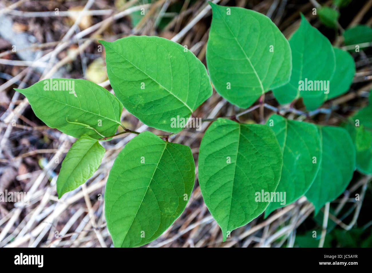 Japanischer Staudenknöterich Fallopia Japonica Reynoutria Japonica, junge Blätter, invasive Pflanze Stockfoto