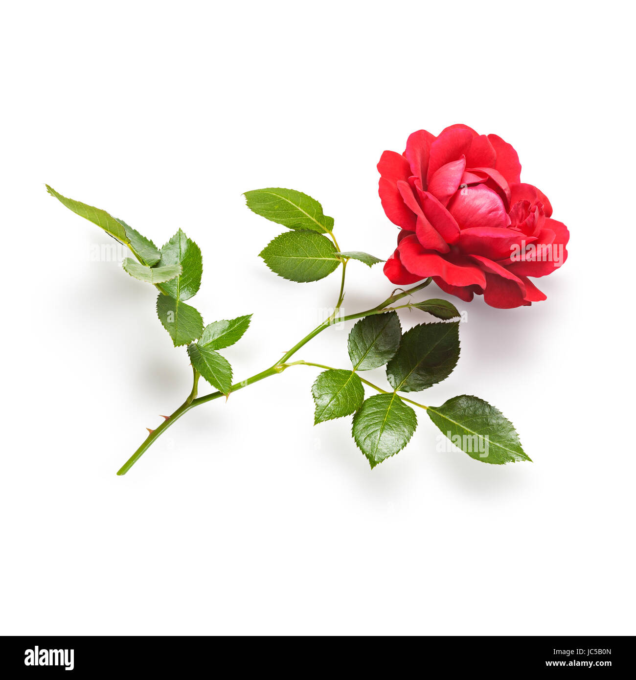 Rote rose Blume mit Stamm und Blätter. Kletterrosen im Sommergarten. Einzelnes Objekt isoliert auf weißem Hintergrund. Clipping-Pfad Stockfotografie