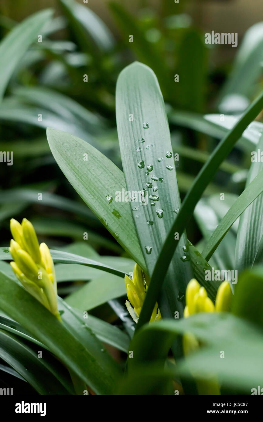 Clivia Miniata | Wassertropfen auf den Blättern Stockfoto