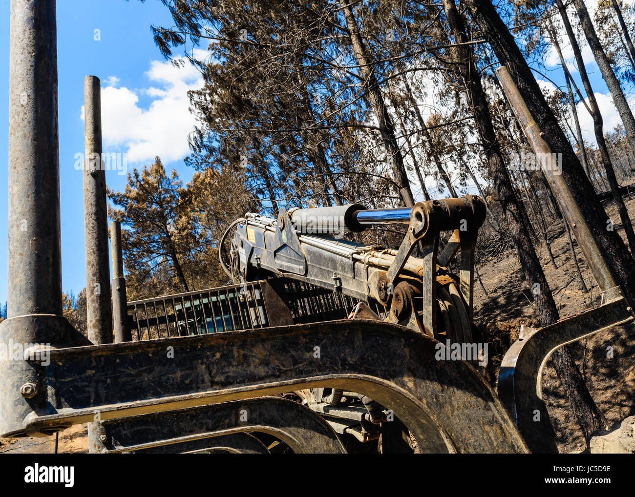 Protokollierung-Maschine auf verbrannte Kiefernwald Stockfoto