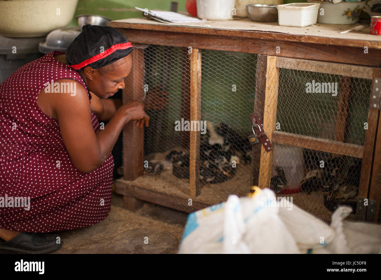 Ein weiblicher Geflügelzüchter, Nigeria, Afrika Stockfoto