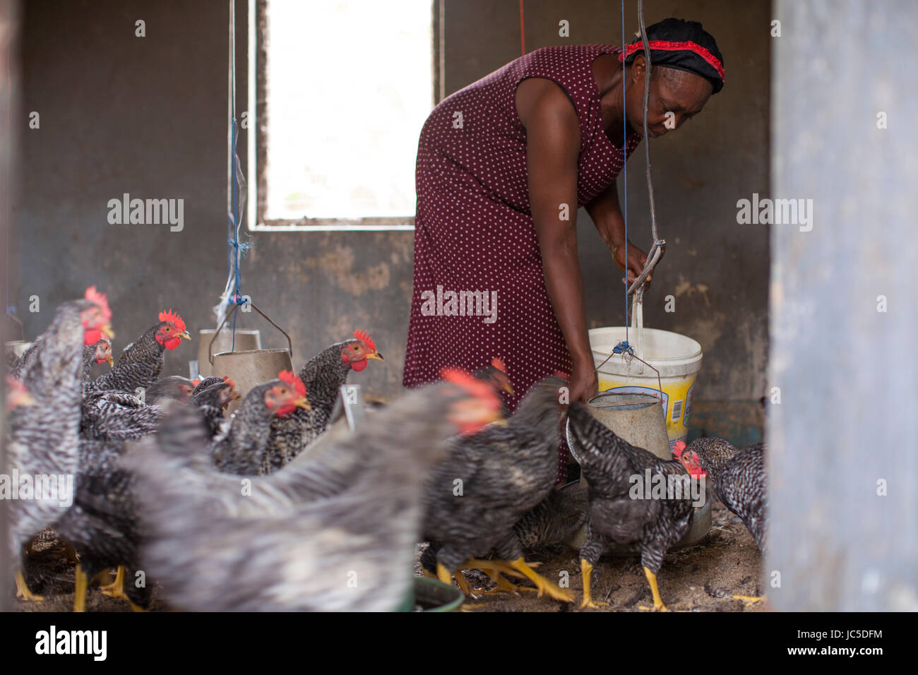 Eine weibliche Geflügel Landwirt, Nigeria, Afrika Stockfoto
