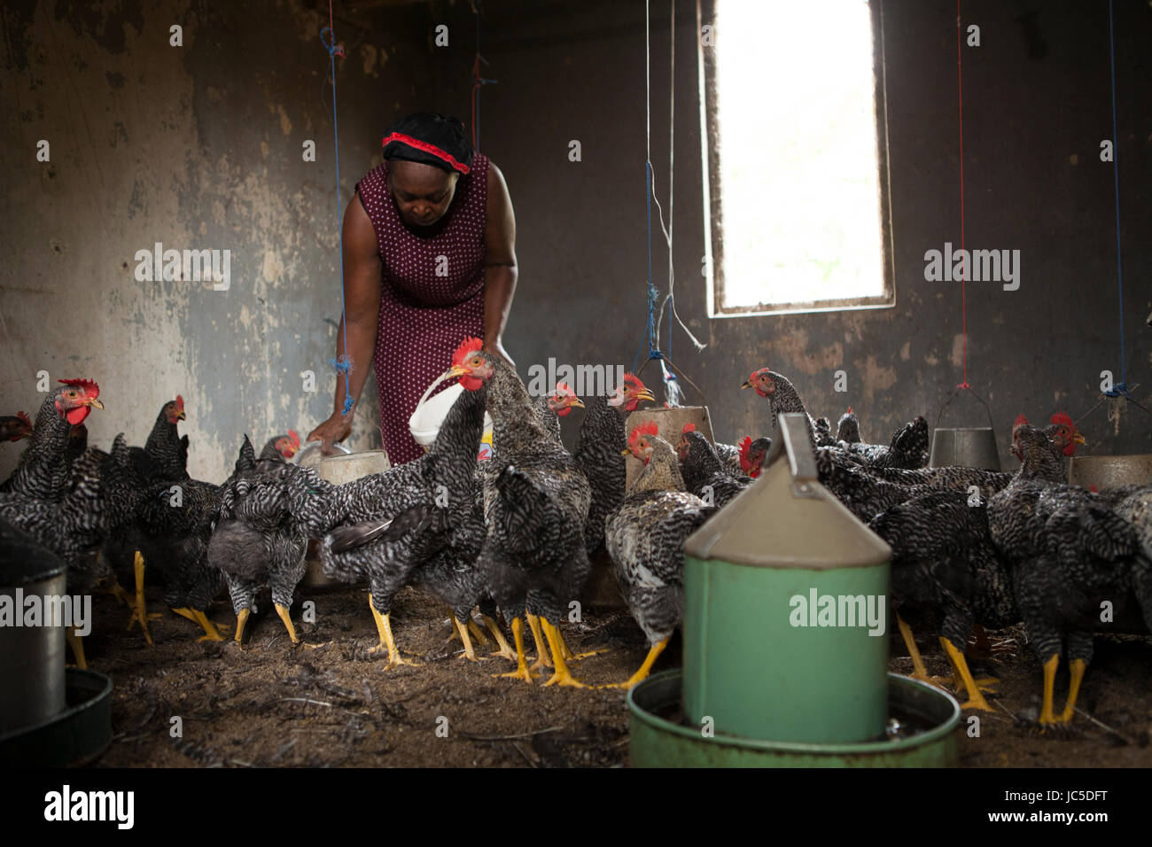 Eine weibliche Geflügel Landwirt, Nigeria, Afrika Stockfoto