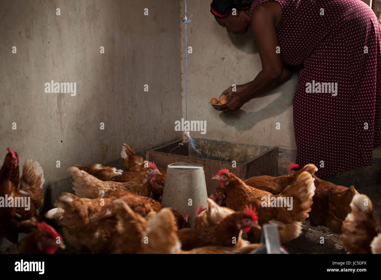 Eine weibliche Geflügel Landwirt füttert ihr Hühner, Nigeria, Afrika Stockfoto