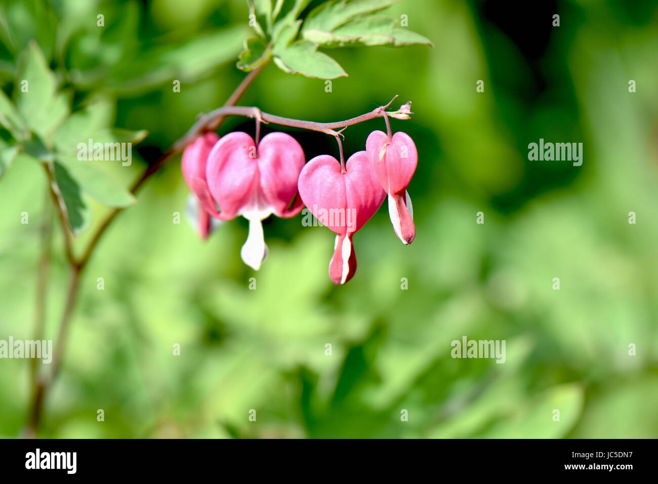 Schöne Tränendes Herz Blüten in einem Perrenial Garten. Stockfoto