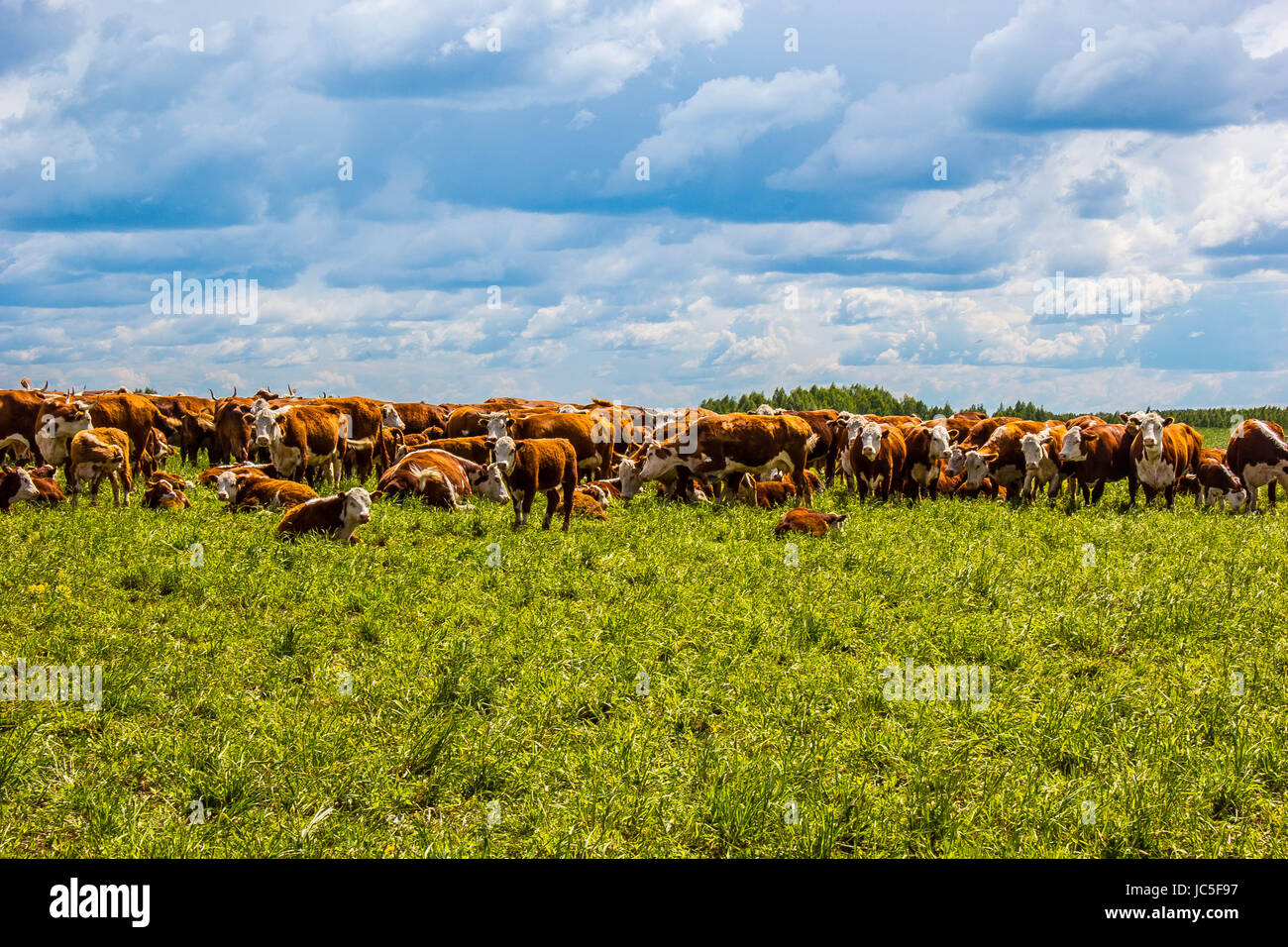 Kühe auf einer grünen Wiese und blauer Himmel. Stockfoto