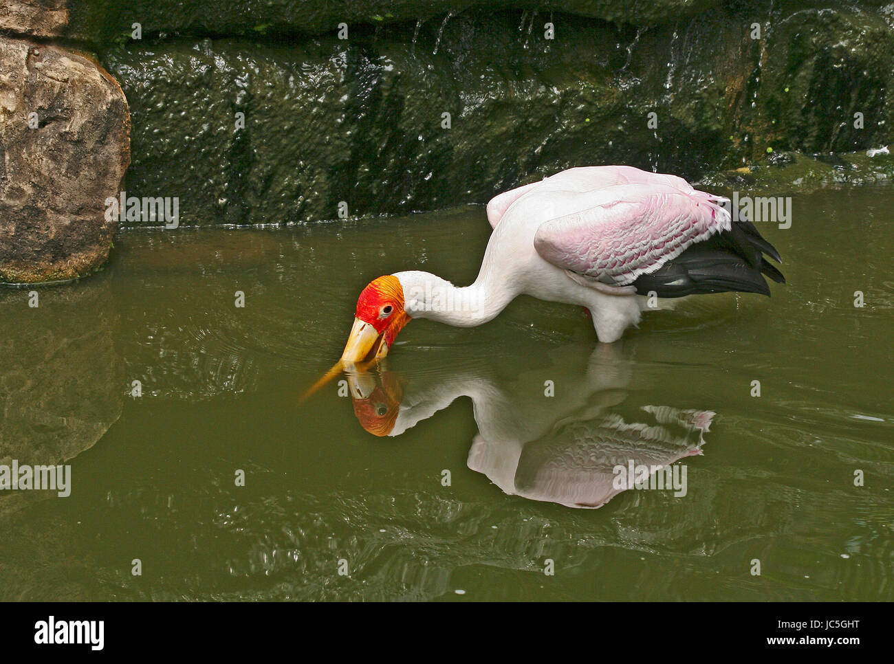 Milchige Storch Stockfoto