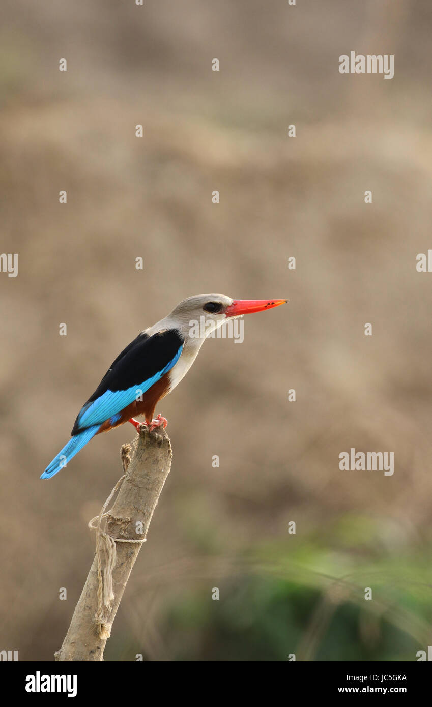 Grey-headed Eisvogel in Nigeria Stockfoto