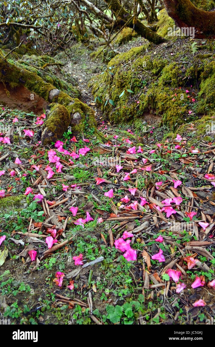 Rosa Rhododendron Blüten fällt auf den Boden. Nepal, Annapurna-Region. Stockfoto